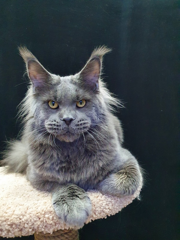 David Akbars - Adult maine-coon 11 months 3 weeks