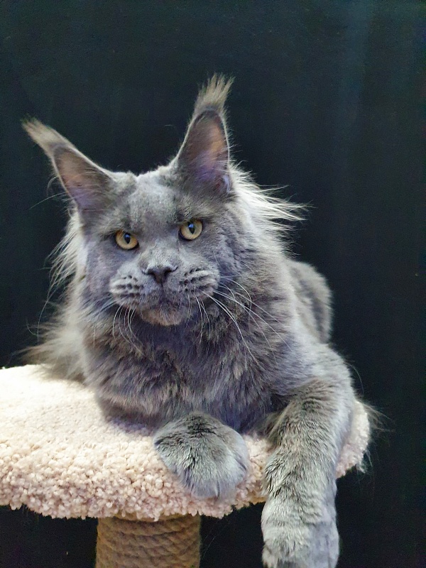 David Akbars - Adult maine-coon 11 months 3 weeks