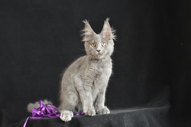 David Akbars - Kitten maine-coon 3 months 2.5 weeks
