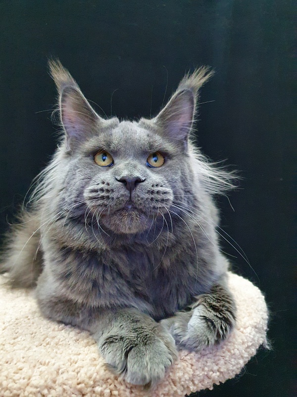 David Akbars - Adult maine-coon 11 months 3 weeks