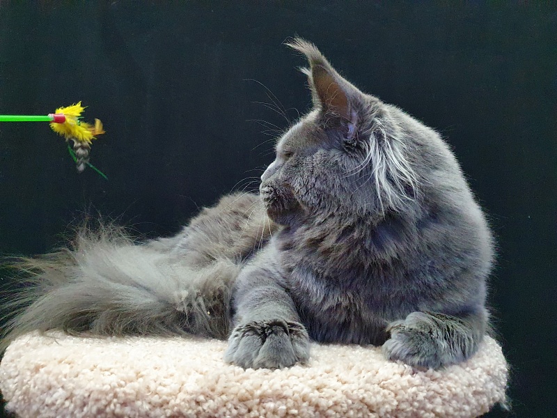 David Akbars - Adult maine-coon 11 months 3 weeks