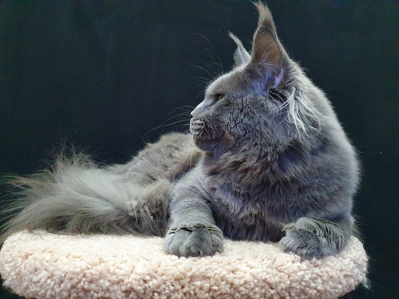 David Akbars - Adult maine-coon 11 months 3 weeks