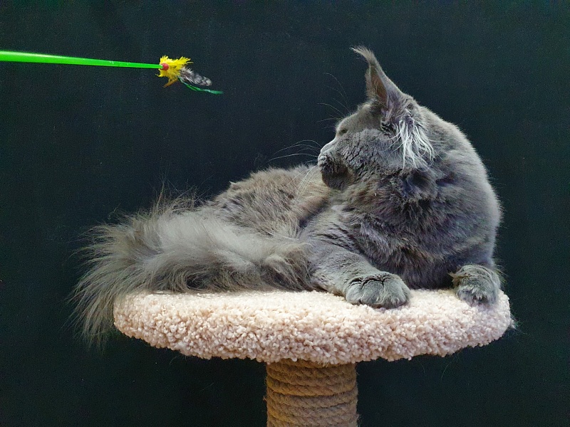 David Akbars - Adult maine-coon 11 months 3 weeks