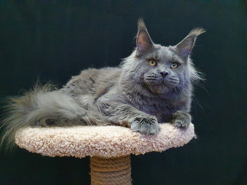 David Akbars - Adult maine-coon 11 months 3 weeks