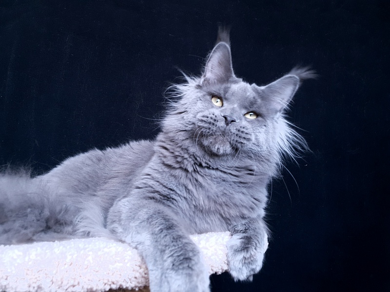 David Akbars - Adult maine-coon 11 months 3.5 weeks