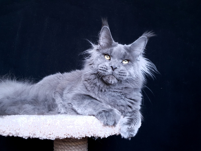 David Akbars - Adult maine-coon 11 months 3.5 weeks