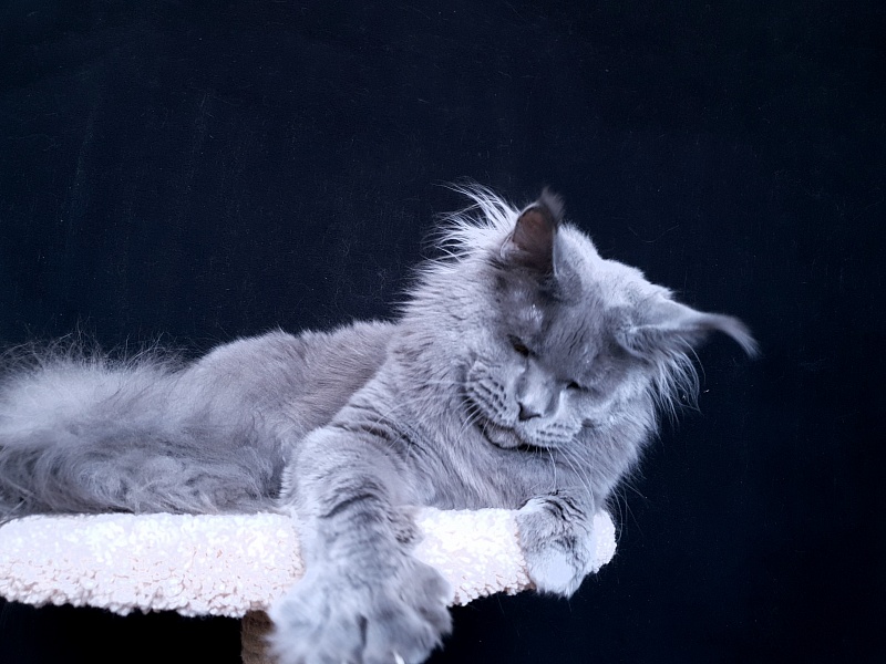 David Akbars - Adult maine-coon 11 months 3.5 weeks