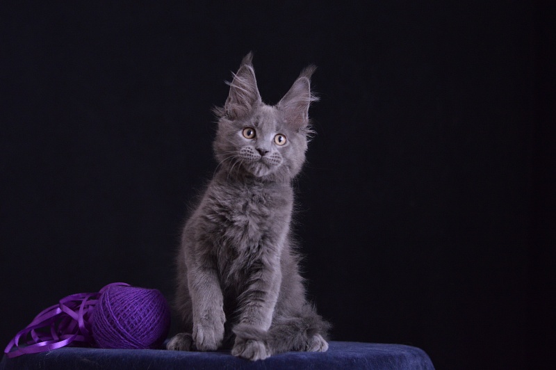 David Akbars - Kitten maine-coon 2 months 3.5 weeks