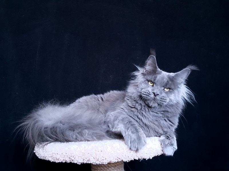 David Akbars - Adult maine-coon 11 months 3.5 weeks