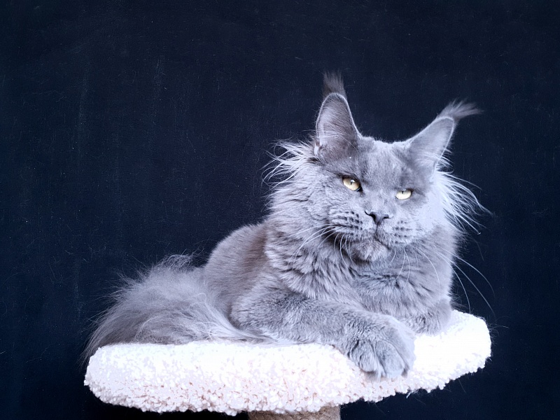 David Akbars - Adult maine-coon 11 months 3.5 weeks