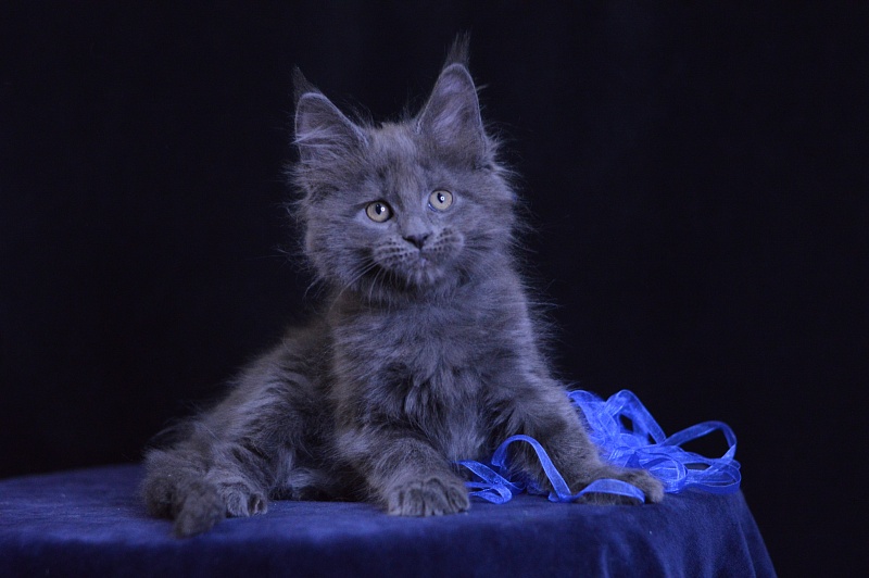 Diamond Akbars - Kitten maine-coon 2 months 1 week