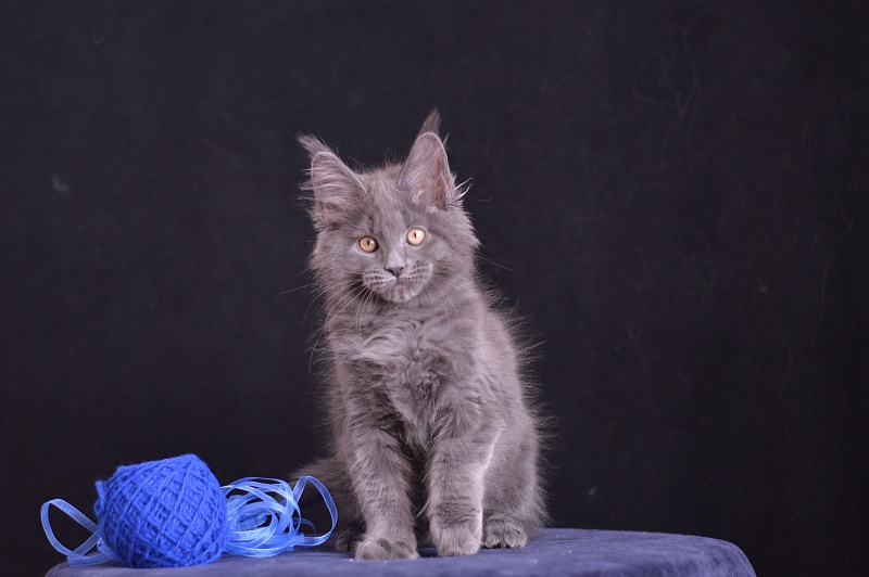 Diamond Akbars - Kitten maine-coon 2 months 3.5 weeks
