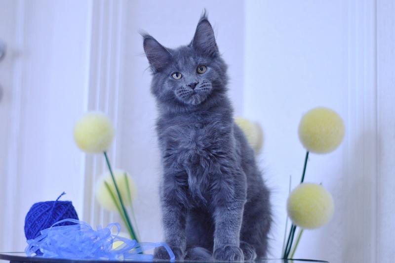 Diamond Akbars - Kitten maine-coon 3 months 1.5 week