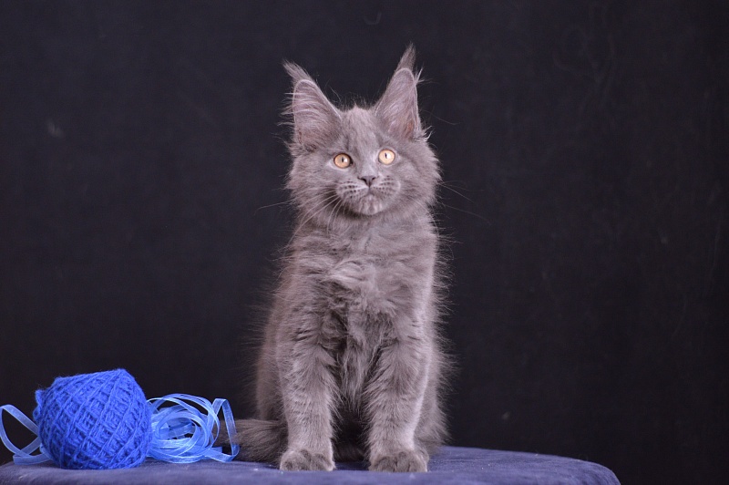 Diamond Akbars - Kitten maine-coon 2 months 3.5 weeks