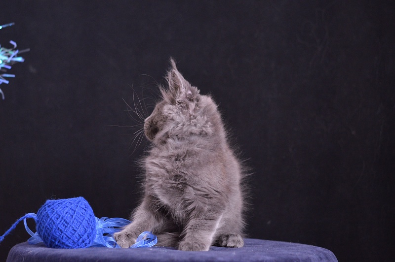 Diamond Akbars - Kitten maine-coon 2 months 3.5 weeks
