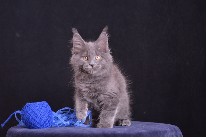 Diamond Akbars - Kitten maine-coon 2 months 3.5 weeks