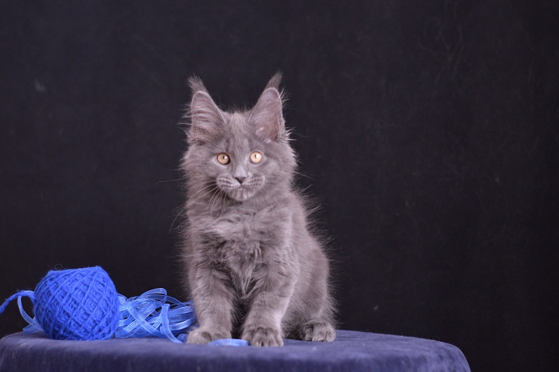 Diamond Akbars - Kitten maine-coon 2 months 3.5 weeks