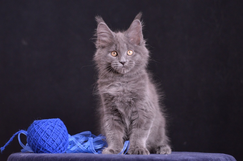 Diamond Akbars - Kitten maine-coon 2 months 3.5 weeks