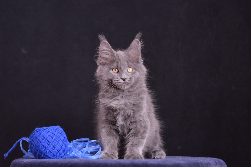 Diamond Akbars - Kitten maine-coon 2 months 3.5 weeks