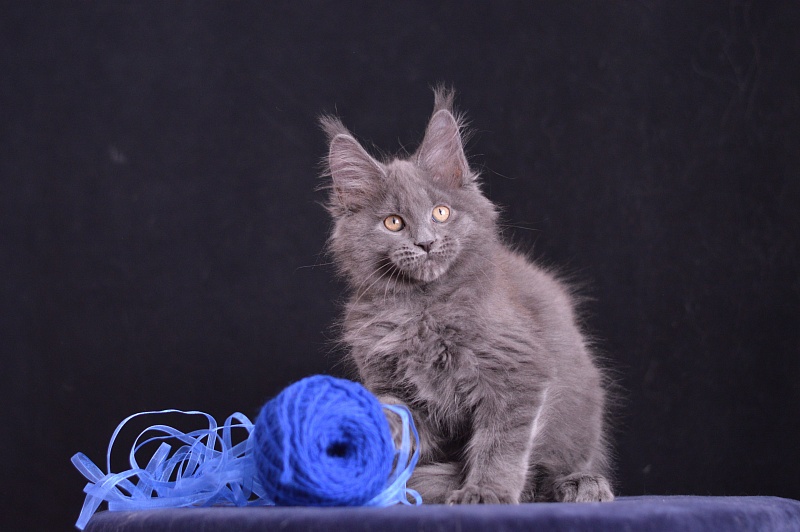 Diamond Akbars - Kitten maine-coon 2 months 3.5 weeks