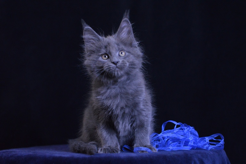 Diamond Akbars - Kitten maine-coon 2 months 1 week