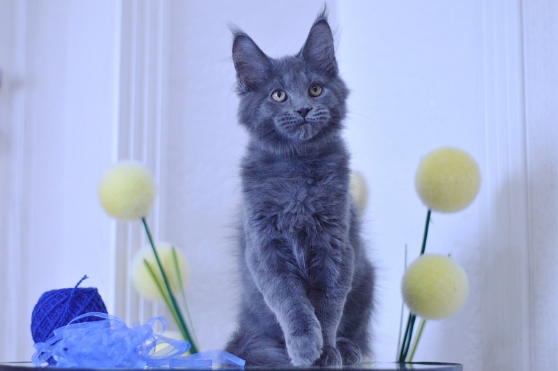 Diamond Akbars - Kitten maine-coon 3 months 1.5 week