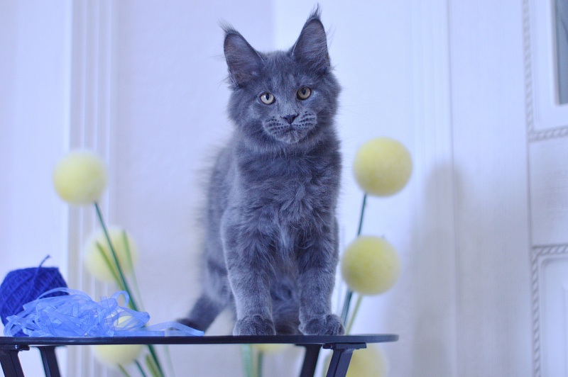 Diamond Akbars - Kitten maine-coon 3 months 1.5 week
