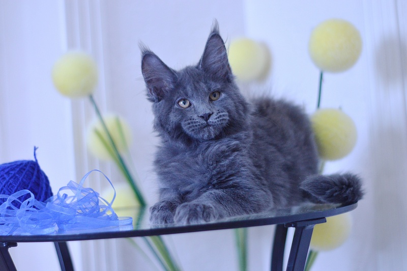 Diamond Akbars - Kitten maine-coon 3 months 1.5 week