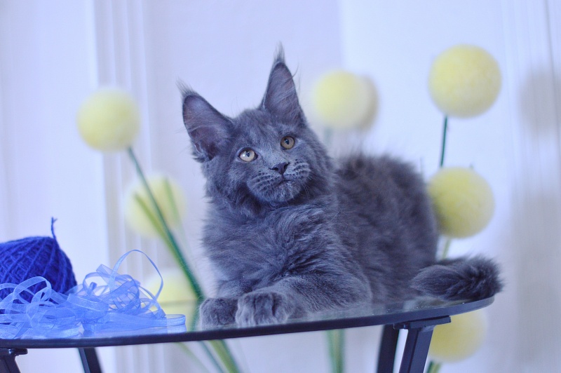 Diamond Akbars - Kitten maine-coon 3 months 1.5 week