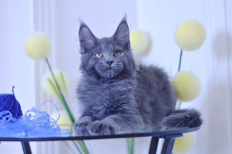 Diamond Akbars - Kitten maine-coon 3 months 1.5 week