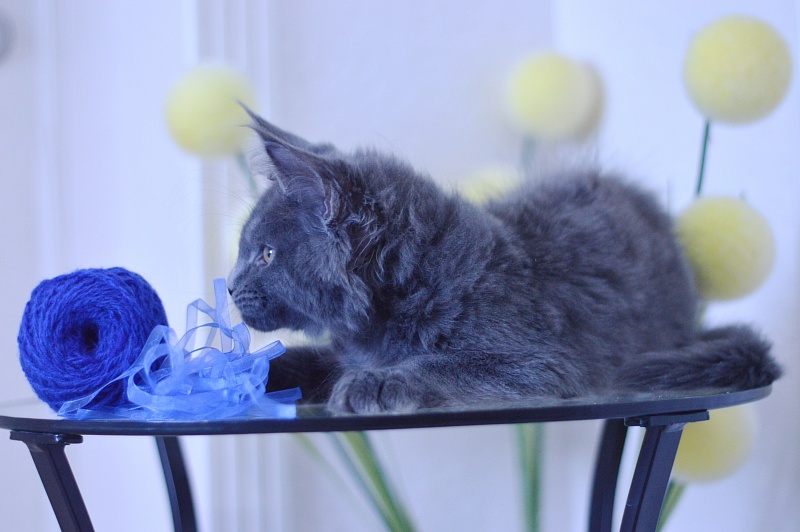 Diamond Akbars - Kitten maine-coon 3 months 1.5 week