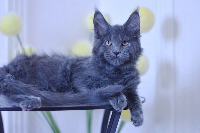 Diamond Akbars - Kitten maine-coon 3 months 1.5 week