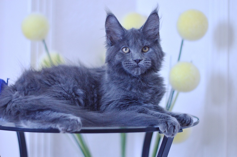 Diamond Akbars - Kitten maine-coon 3 months 1.5 week