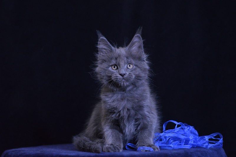 Diamond Akbars - Kitten maine-coon 2 months 1 week