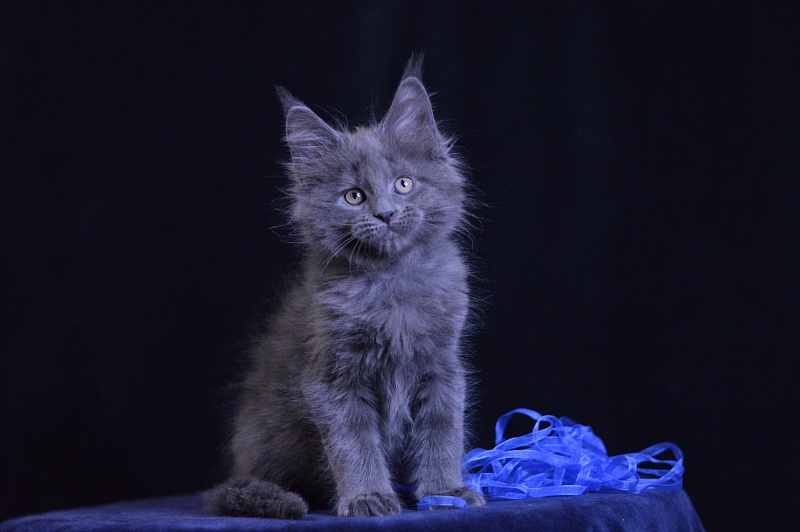 Diamond Akbars - Kitten maine-coon 2 months 1 week