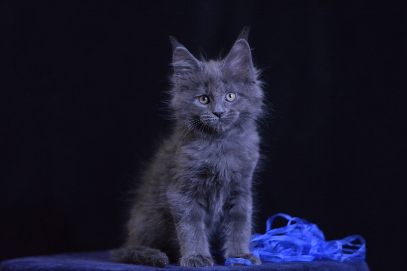 Diamond Akbars - Kitten maine-coon 2 months 1 week
