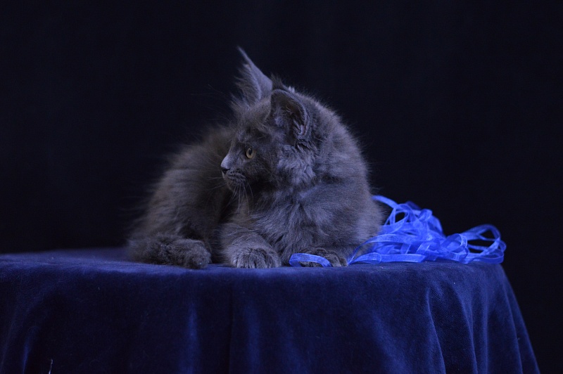 Diamond Akbars - Kitten maine-coon 2 months 1 week