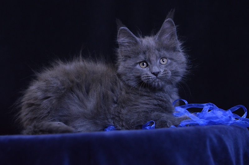 Diamond Akbars - Kitten maine-coon 2 months 1 week
