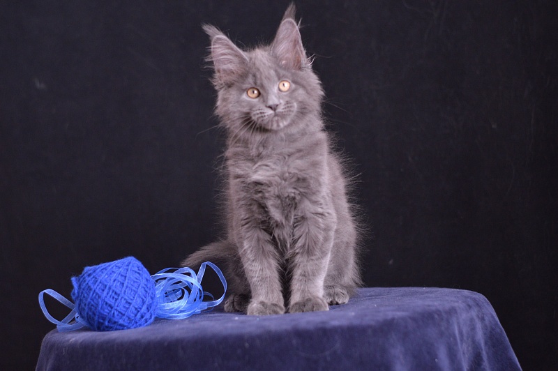 Diamond Akbars - Kitten maine-coon 2 months 3.5 weeks
