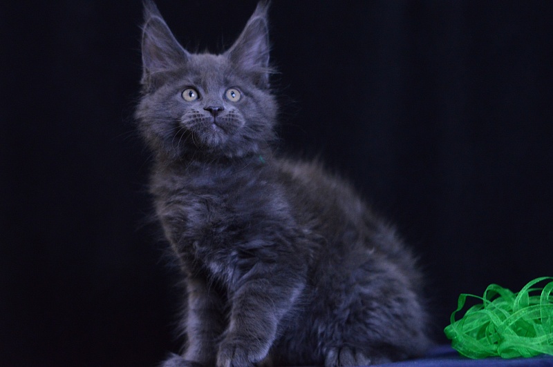 Diesel Akbars - Kitten maine-coon 2 months 1 week