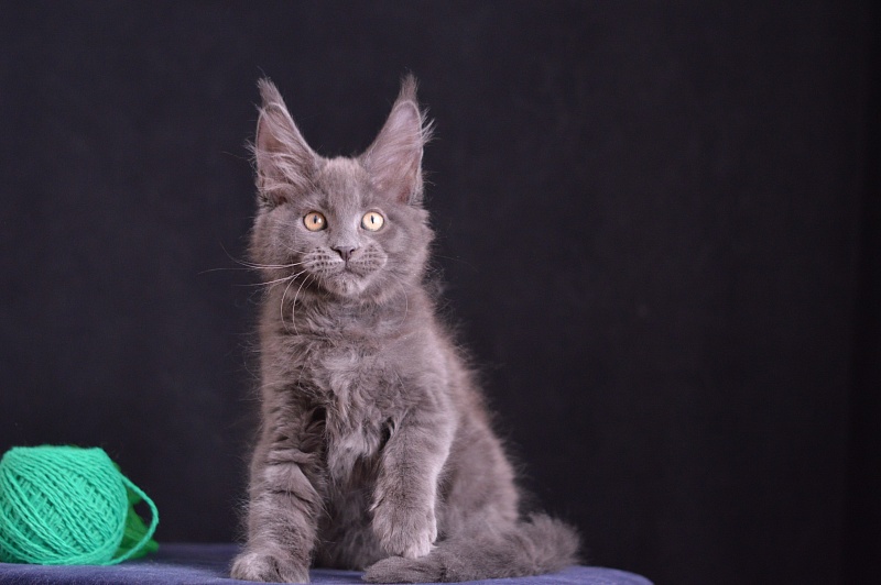 Diesel Akbars - Kitten maine-coon 2 months 3.5 weeks