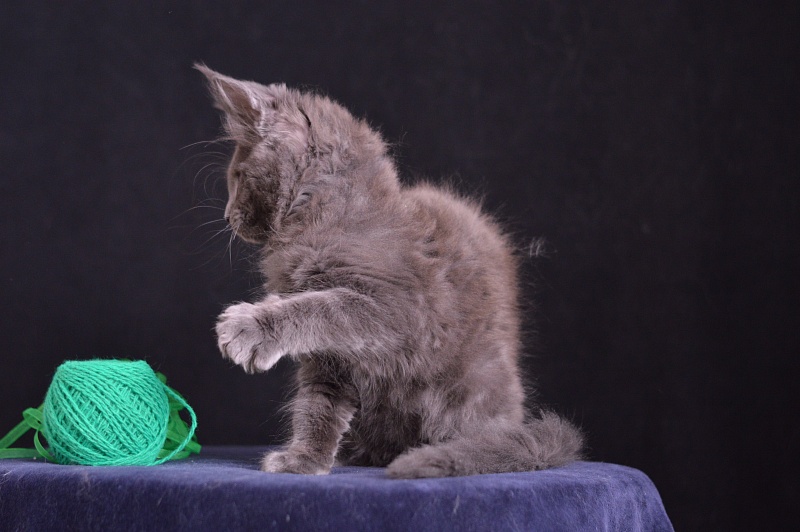 Diesel Akbars - Kitten maine-coon 2 months 3.5 weeks