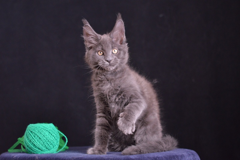 Diesel Akbars - Kitten maine-coon 2 months 3.5 weeks