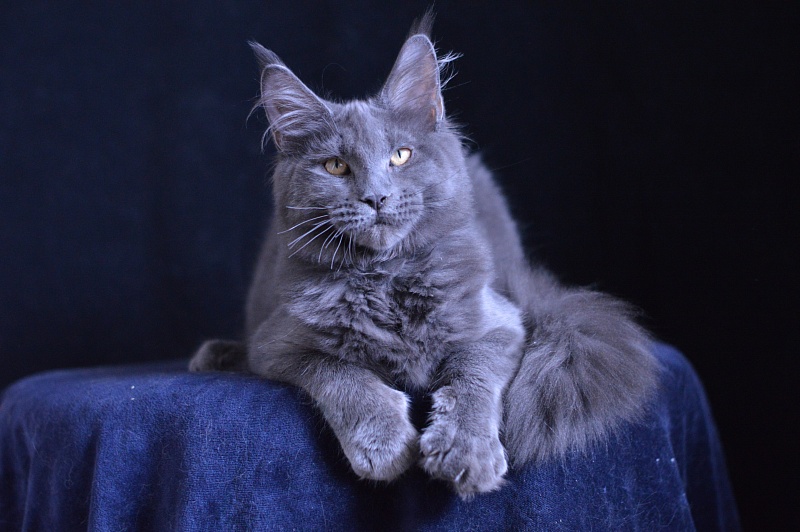 Diesel Akbars - Kitten maine-coon 5 months