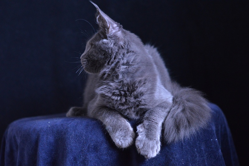 Diesel Akbars - Kitten maine-coon 5 months