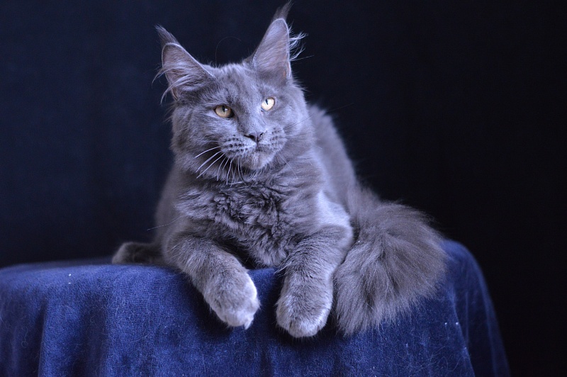 Diesel Akbars - Kitten maine-coon 5 months