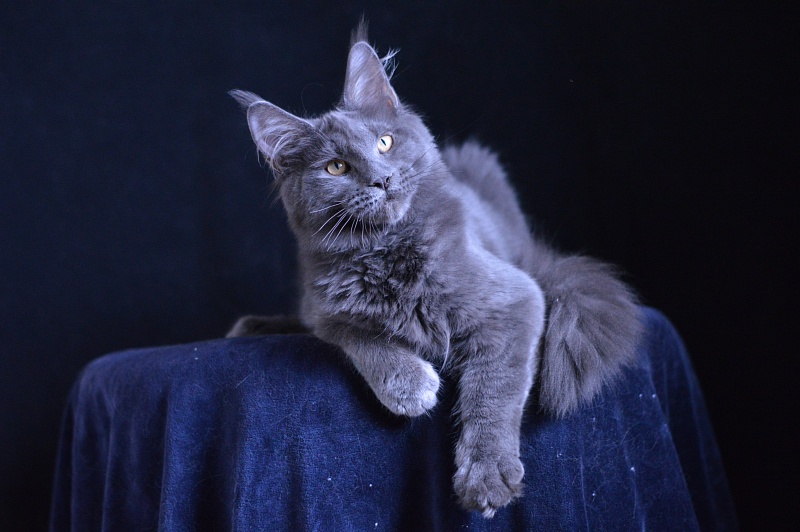 Diesel Akbars - Kitten maine-coon 5 months