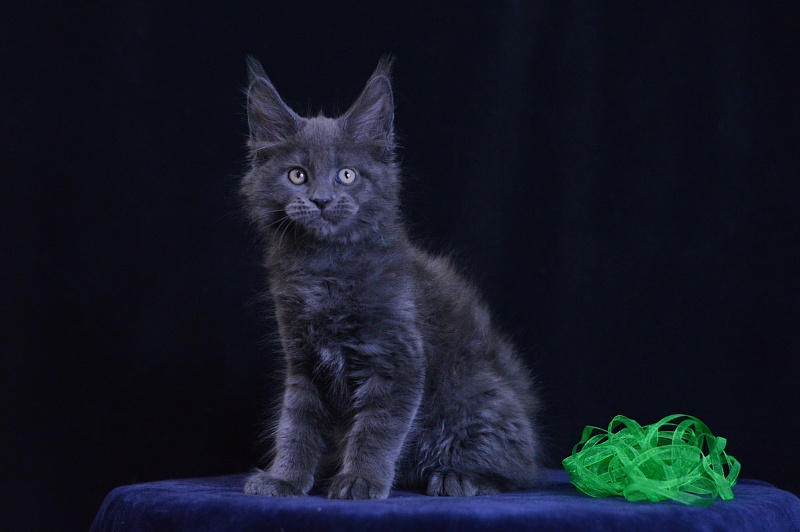 Diesel Akbars - Kitten maine-coon 2 months 1 week