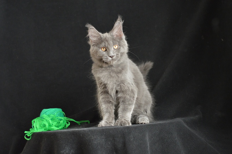 Diesel Akbars - Kitten maine-coon 3 months 1.5 week