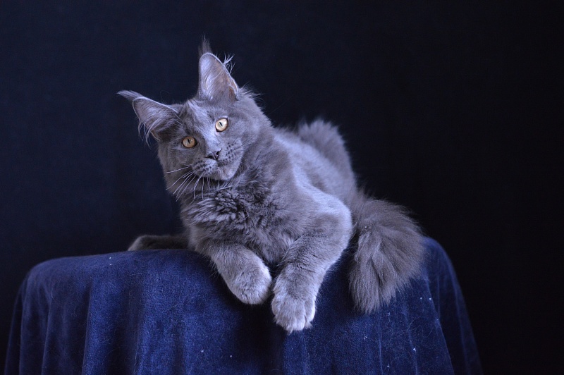 Diesel Akbars - Kitten maine-coon 5 months